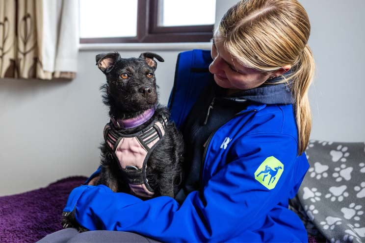 An RSPCA staff member with Doris, a back terrier cross, sitting on her lap.