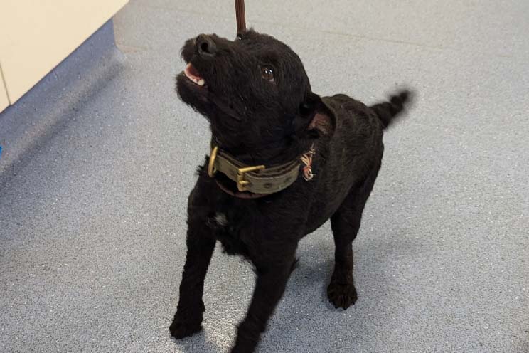 Doris, a black terrier cross in a vets waiting room