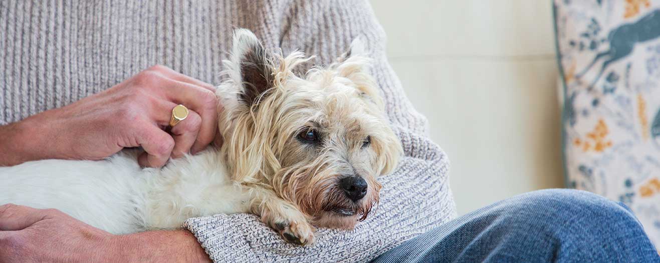 A small, scruffy cream colour terrier is cradled in the arms of a person wearing a knitted grey jumper.