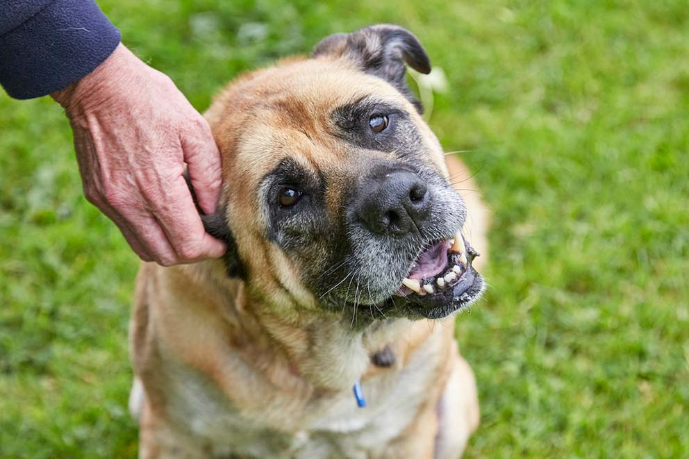 A person gently scratches behind the ear of a senior brown and black dog, who sits on green grass and looks up with a contented expression.