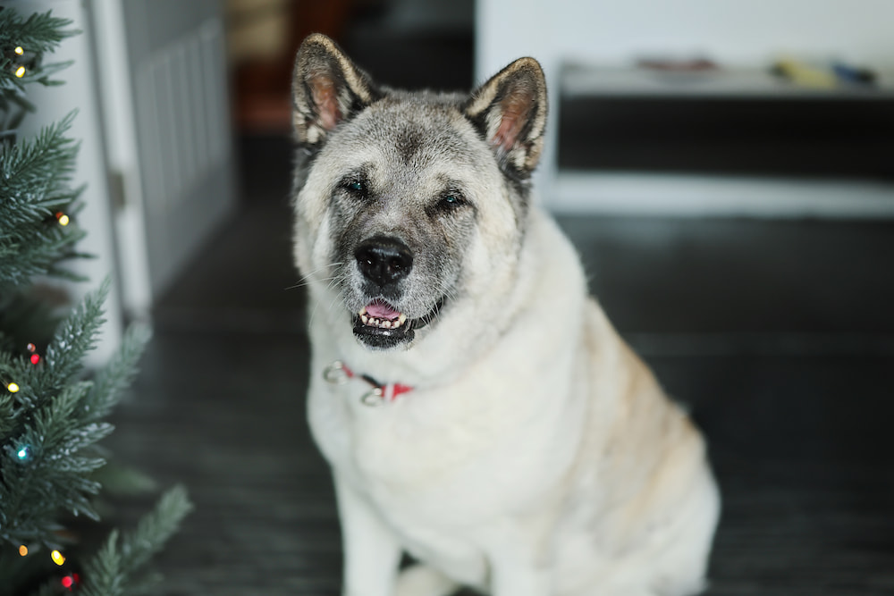 Lola, a large fluffy white dog sat looking playfully at the camera.