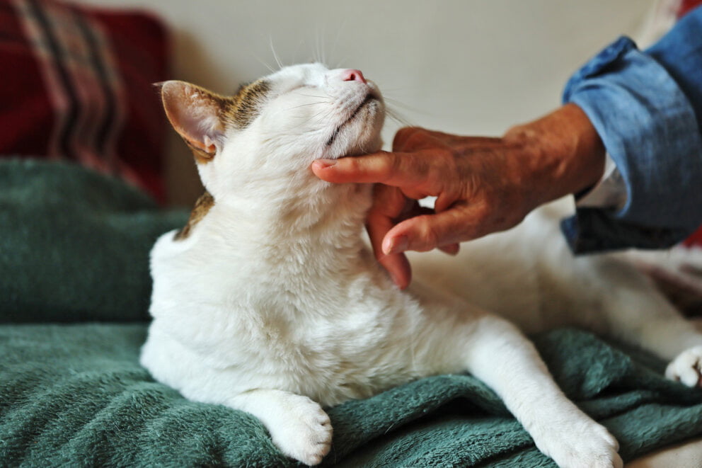 Boris, a white cat with brown patches laying on a green blanket being tickled under the chin.