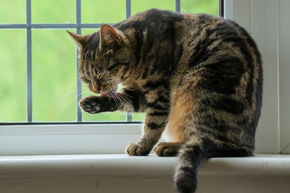 Jaffa, a brown tortie cat sitting on a windowsill licking her paw.
