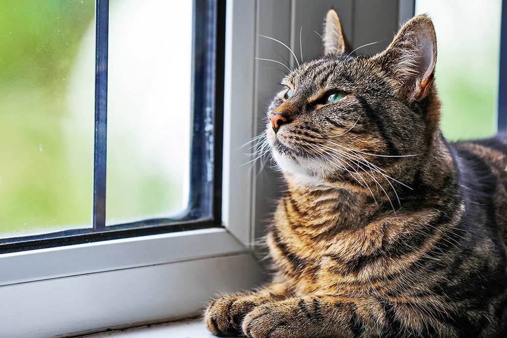Jaffa, a brown tortie cat with green eyes looking calmly through a window she's laying next to.