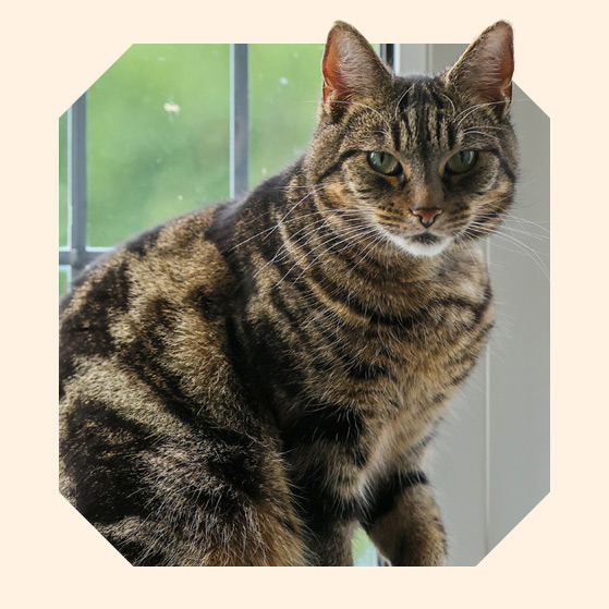 Jaffa, a brown tortie cat with green eyes sitting on a windowsill.