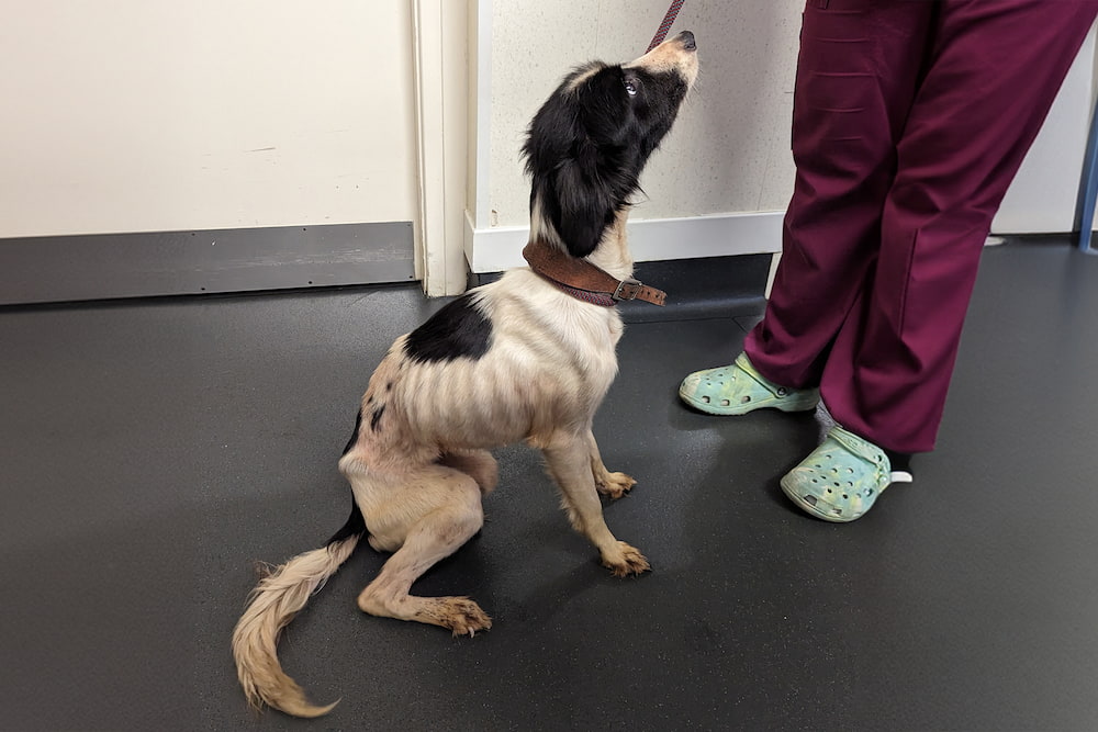 Floss, a black and white dog sitting at the vets; she is extremely thin with ribs visible under the skin.