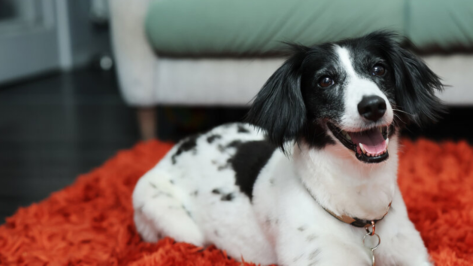 Floss, a white and black spaniel cross dog laying on a fluffy red rug.