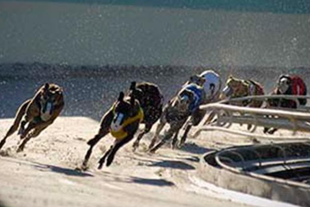 Greyhounds racing around a track