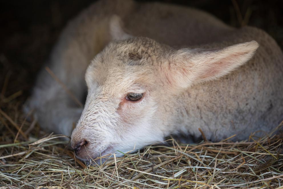 Lamb on bed of hay