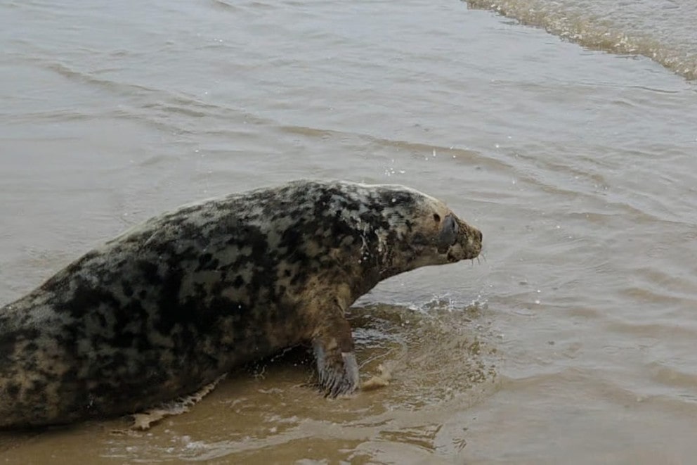 Seal pup on shore