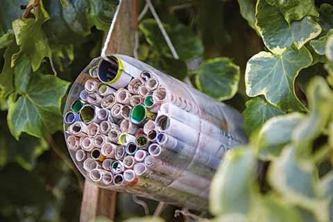 Bug hotel made from a clear plastic container filled with tightly rolled tubes of paper, hanging by a string among leafy green ivy.