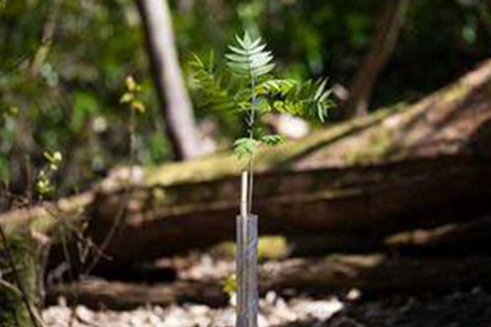 A young tree sapling supported by a cane and encased in a protective plastic spiral guard, planted in a woodland clearing with dappled sunlight.