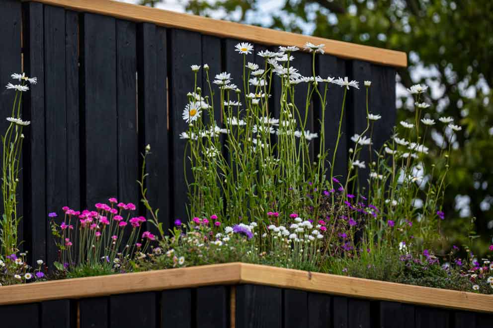 A green roof planted with tall daisies and other small pink, white, and purple flowers growing in a raised bed on top of a black wooden structure with a light wood trim.