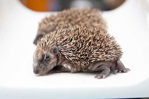 Two hoglets from a family of five.