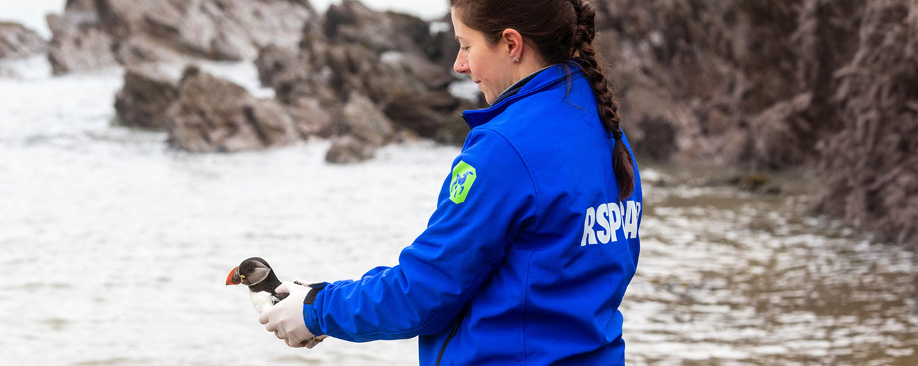 An RSPCA staff member holding a puffin at the shoreline of a beach ready to release into the wild.