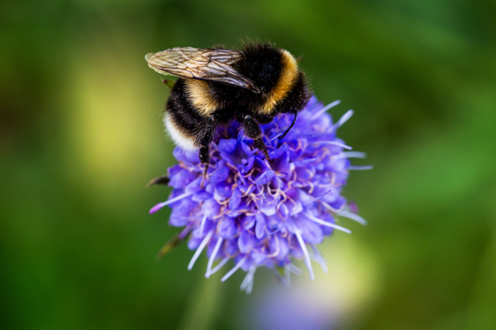 A bumblebee on a purple flower.