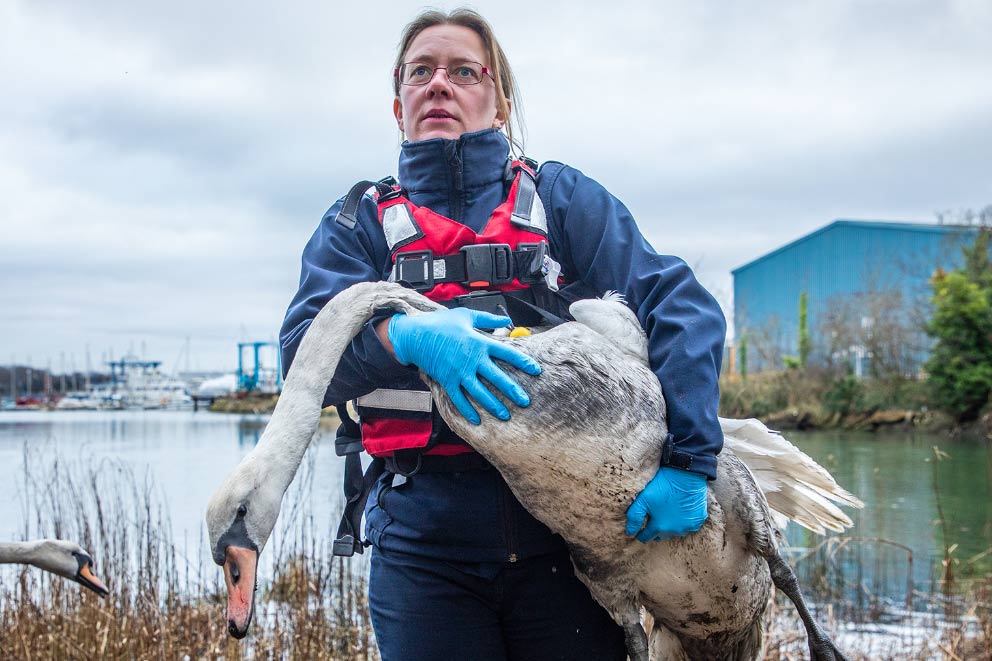 An RSPCA rescue officer carrying a swan out of reeds in a river.