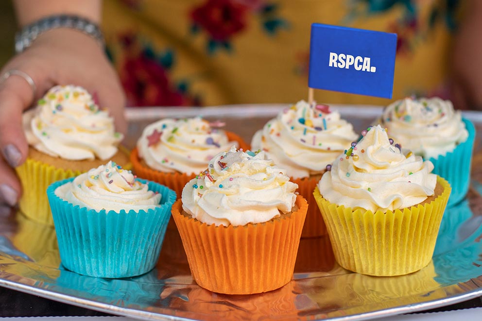 Cupcakes with white icing and sprinkles and an RSPCA cake flag in colourful cake casings.