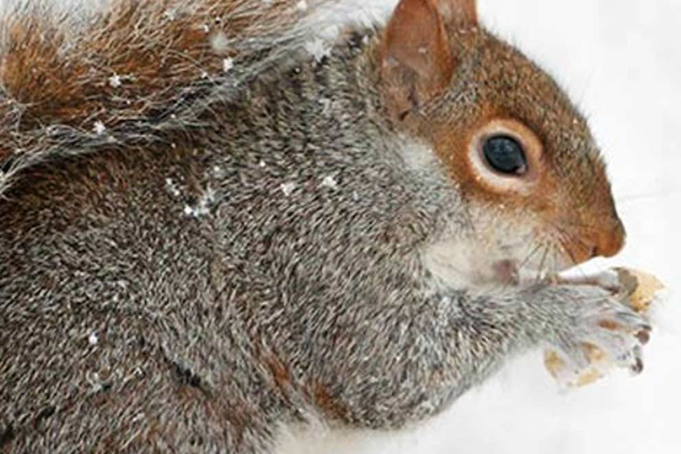 A grey squirrel sitting in the snow holding a piece of food in their hands.