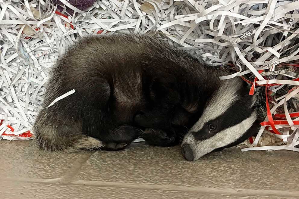 A rescued badger cub laying down on top of paper shavings.