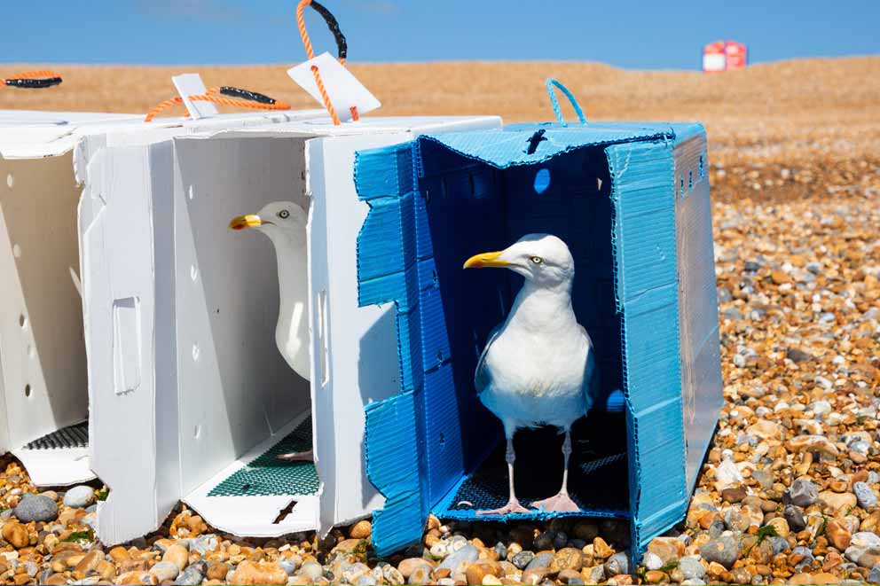 A herring gull rescued from a car grille is released on Pett Level beach, East Sussex, after undergoing rehab at Mallydams Wood Wildlife Centre.