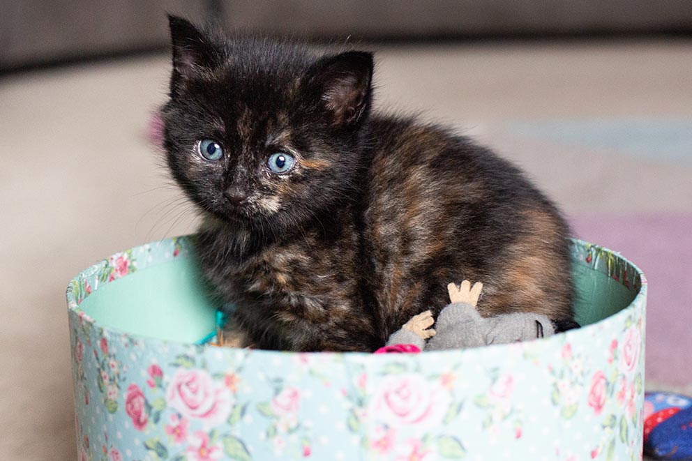 A dark brown and black tabby kitten with bright blue eyes sitting inside a round box.