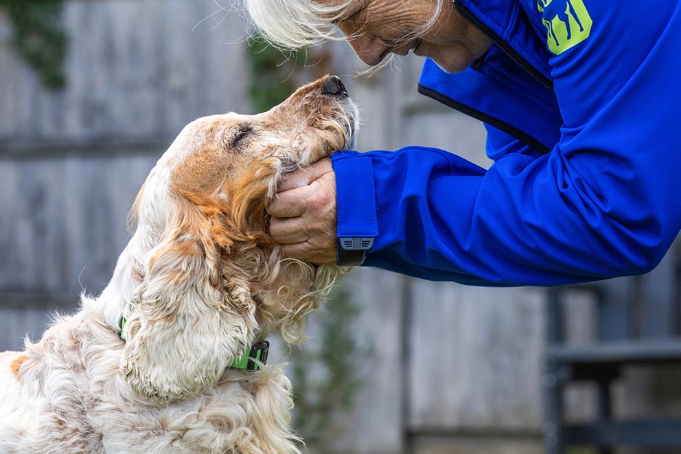 An RSPCA staff member looking at and petting a golden spaniel dog, who is looking up at them.