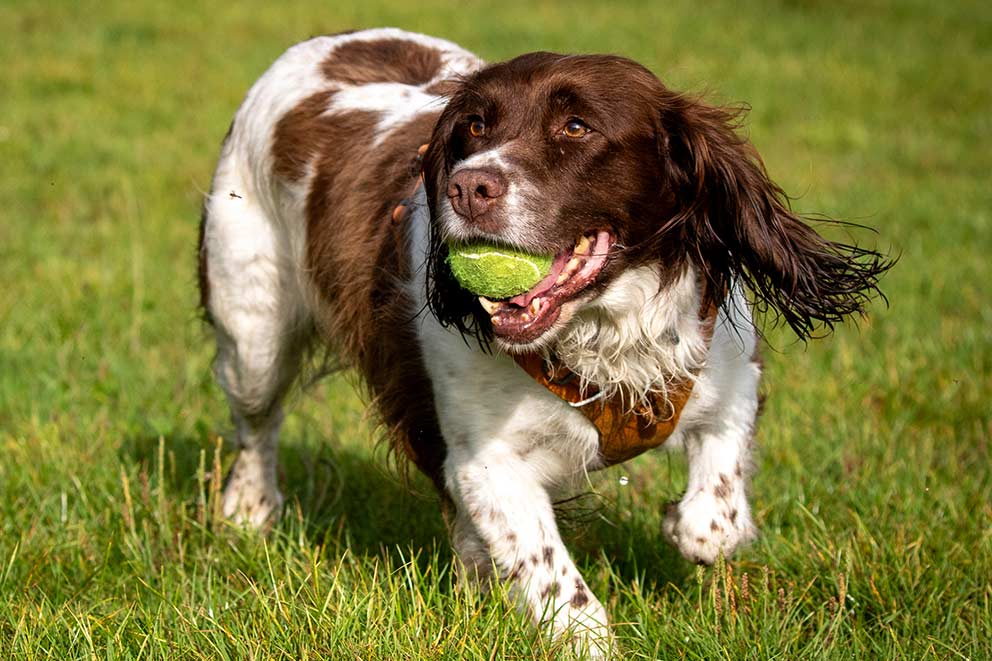 A brown and white spaniel holding a tennis ball in their mouth.