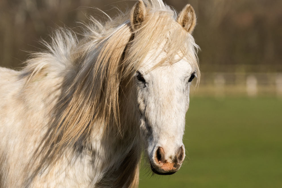 A light cream horse with a long mane standing in a field.