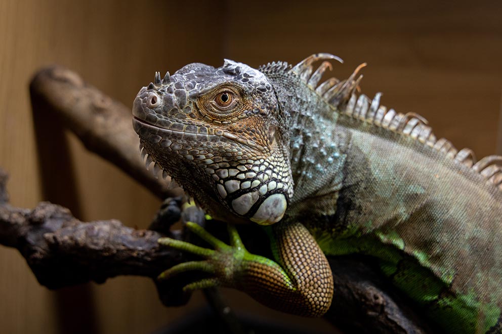 An iguana with green feet and blue markings resting on a branch in their vivarium.