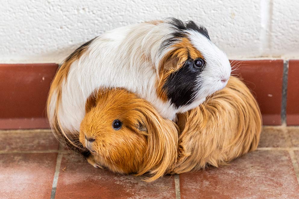 One guinea pig with a white, black and brown coat climbing on another guinea pig with a golden coat.