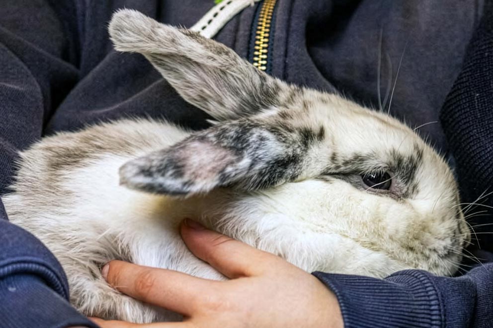 A person wearing a blue zip up holding a large white and grey rabbit.