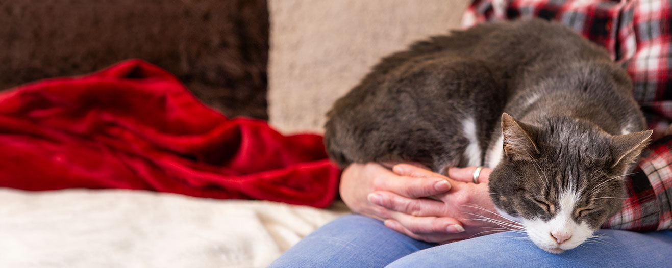A sleeping tabby cat curled up in the lap of their owners.