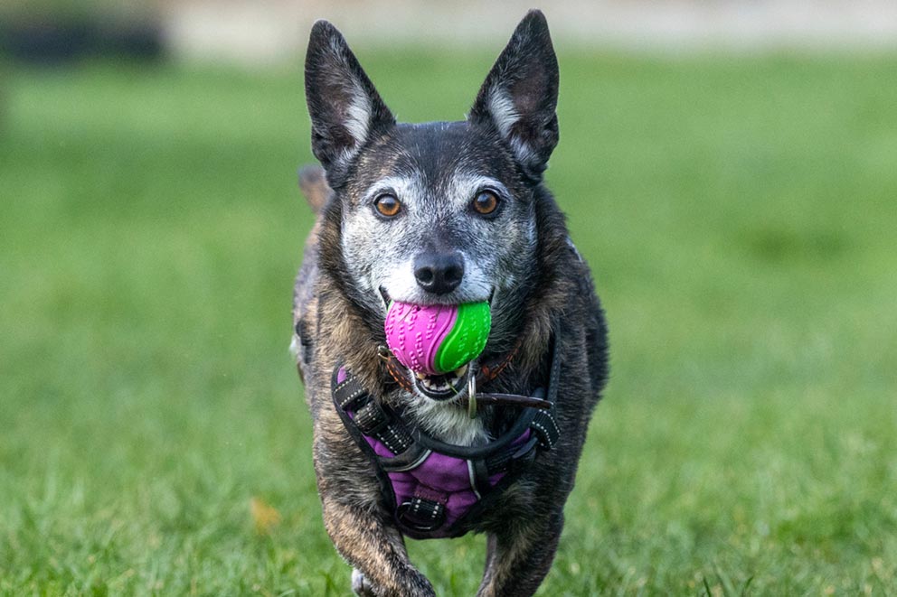 A small black and grey mixed breed dog holding a tennis ball in their mouth.