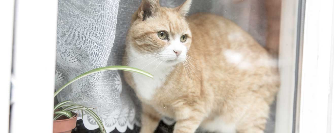 A cat is sitting in the window of a house.