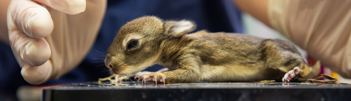 Baby rabbit on vet table