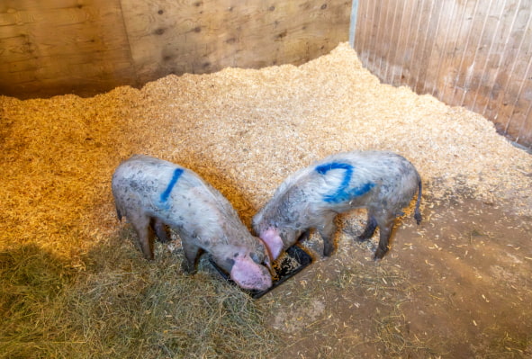 Two pigs rescued by the RSPCA
