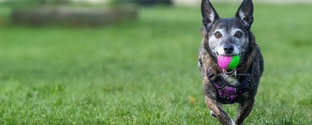 A brown and grey mixed breed dog running in a park with a pink and green ball in their mouth.