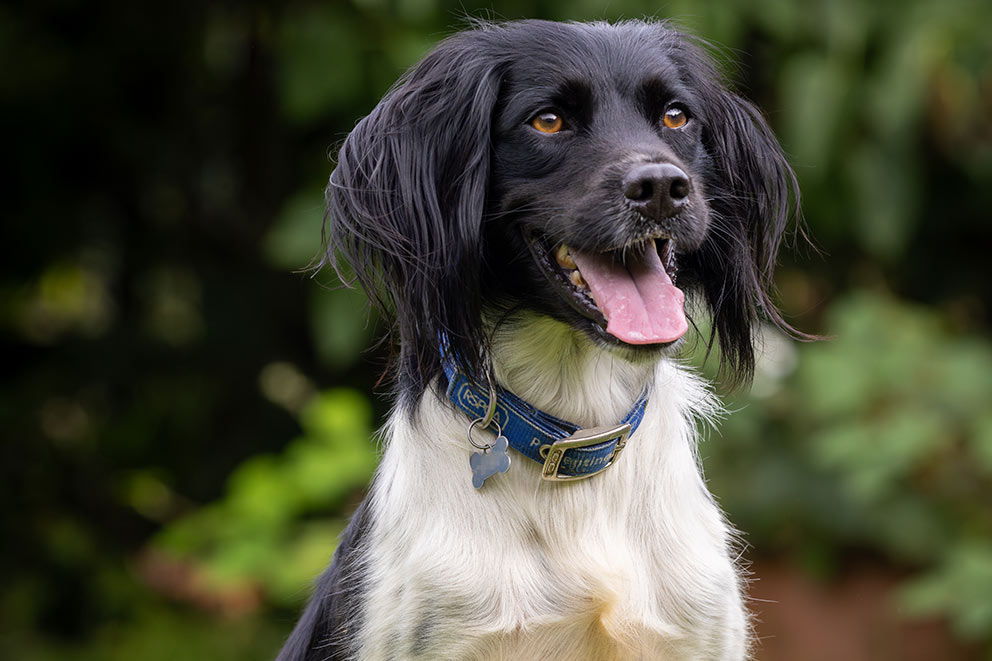 A black and white springer spaniel wearing a blue collar.