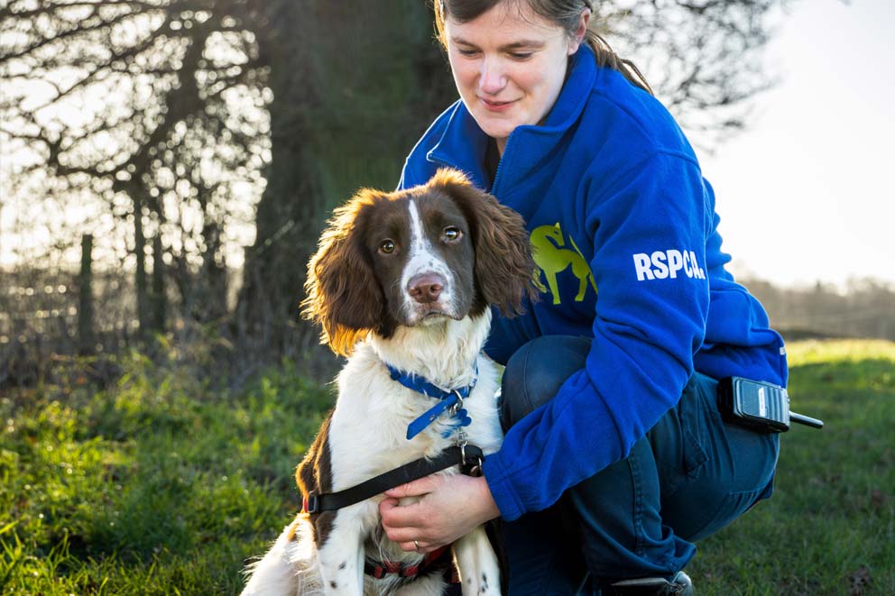 An RSPCA staff member crouching down to pet a brown and white spaniel.