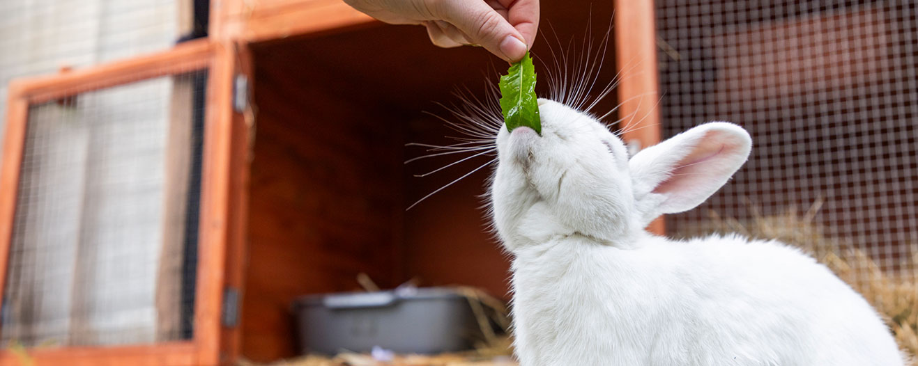 A white rabbit outside their hutch being hand fed a leafy green.