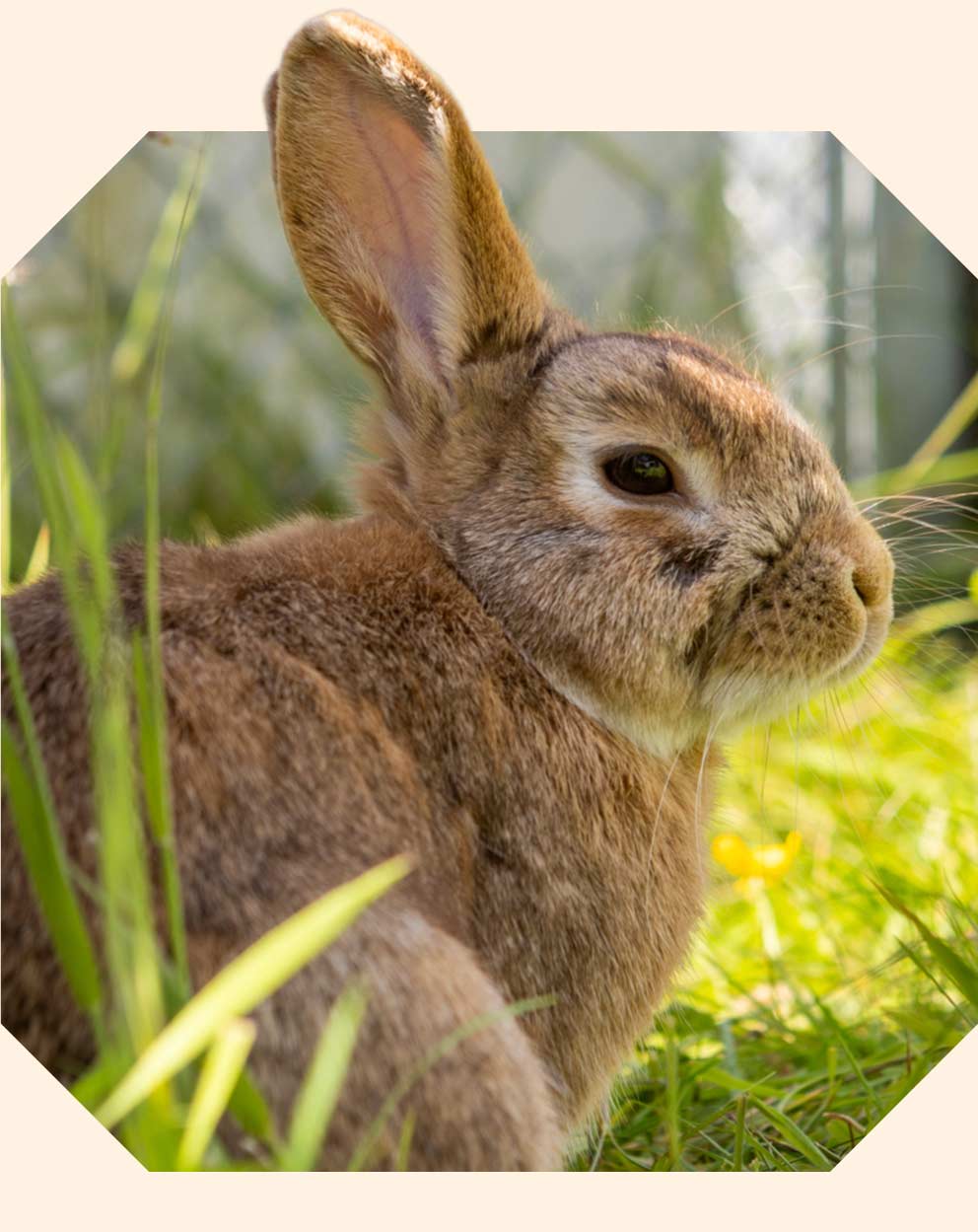 A brown rabbit sitting amongst long green grass.