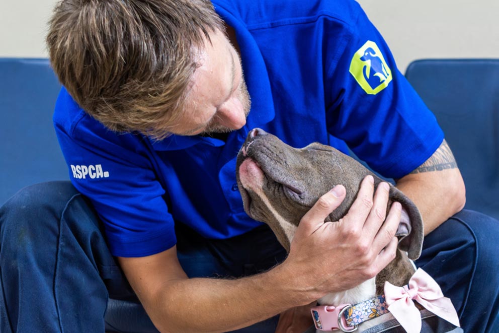 RSPCA staff member comforting a rescued dog during its recovery.