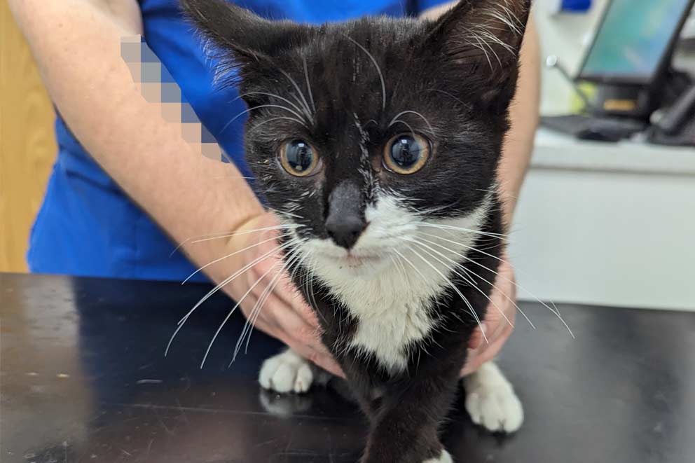 Three-month-old Chester being examined on a veterinary table.