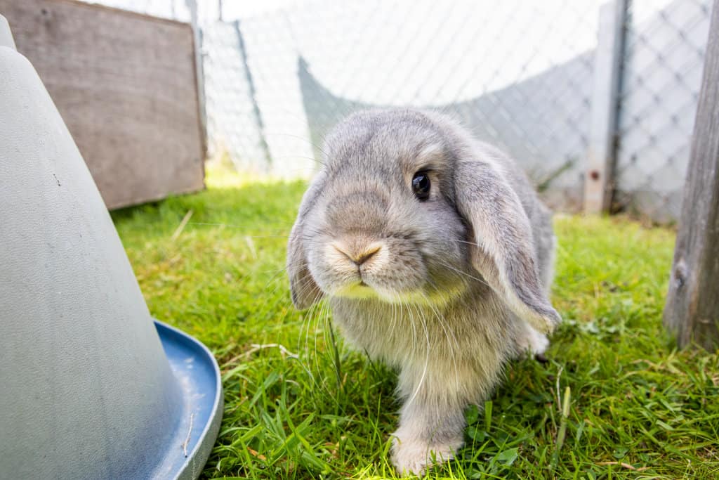 A grey lop-eared rabbit hops forward across green grass in an outdoor enclosure, looking curiously towards the camera.