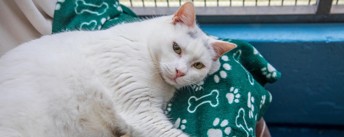 A white cat with faint grey markings lying down on a green patterned blanket and looking towards the camera.