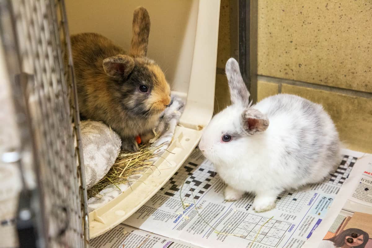 Two rabbits greeting each other through the side of an enclosure.