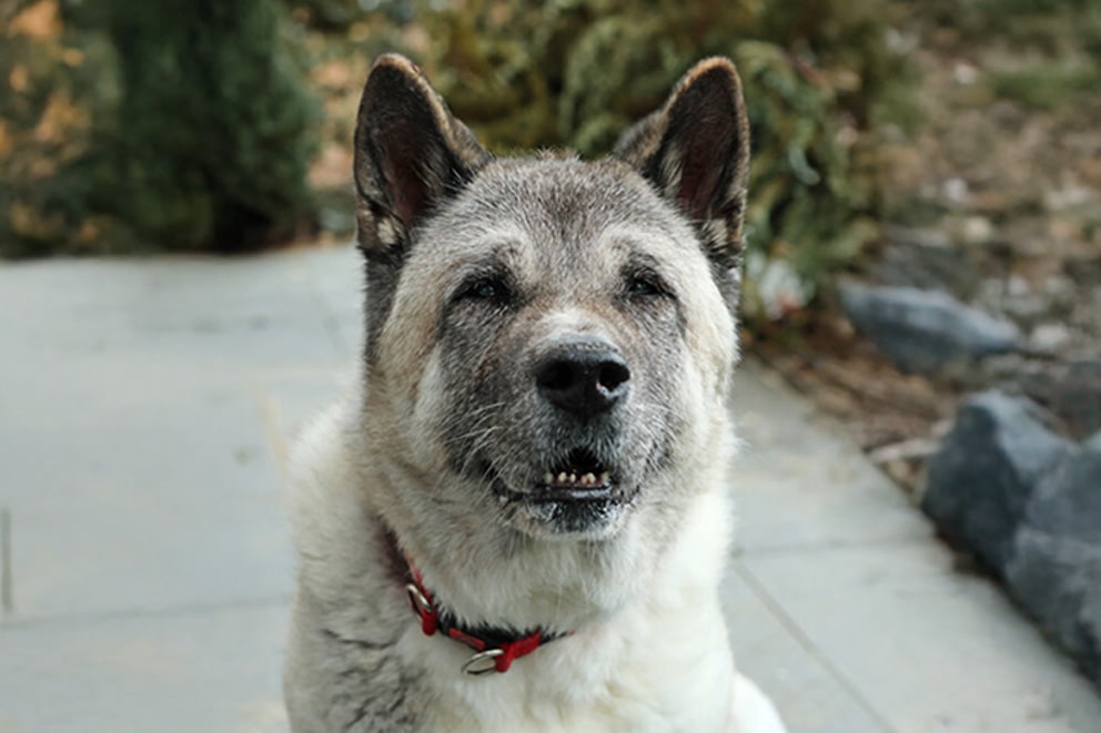 Lola, a large white fluffy dog with a grey face looks lovingly into the camera.