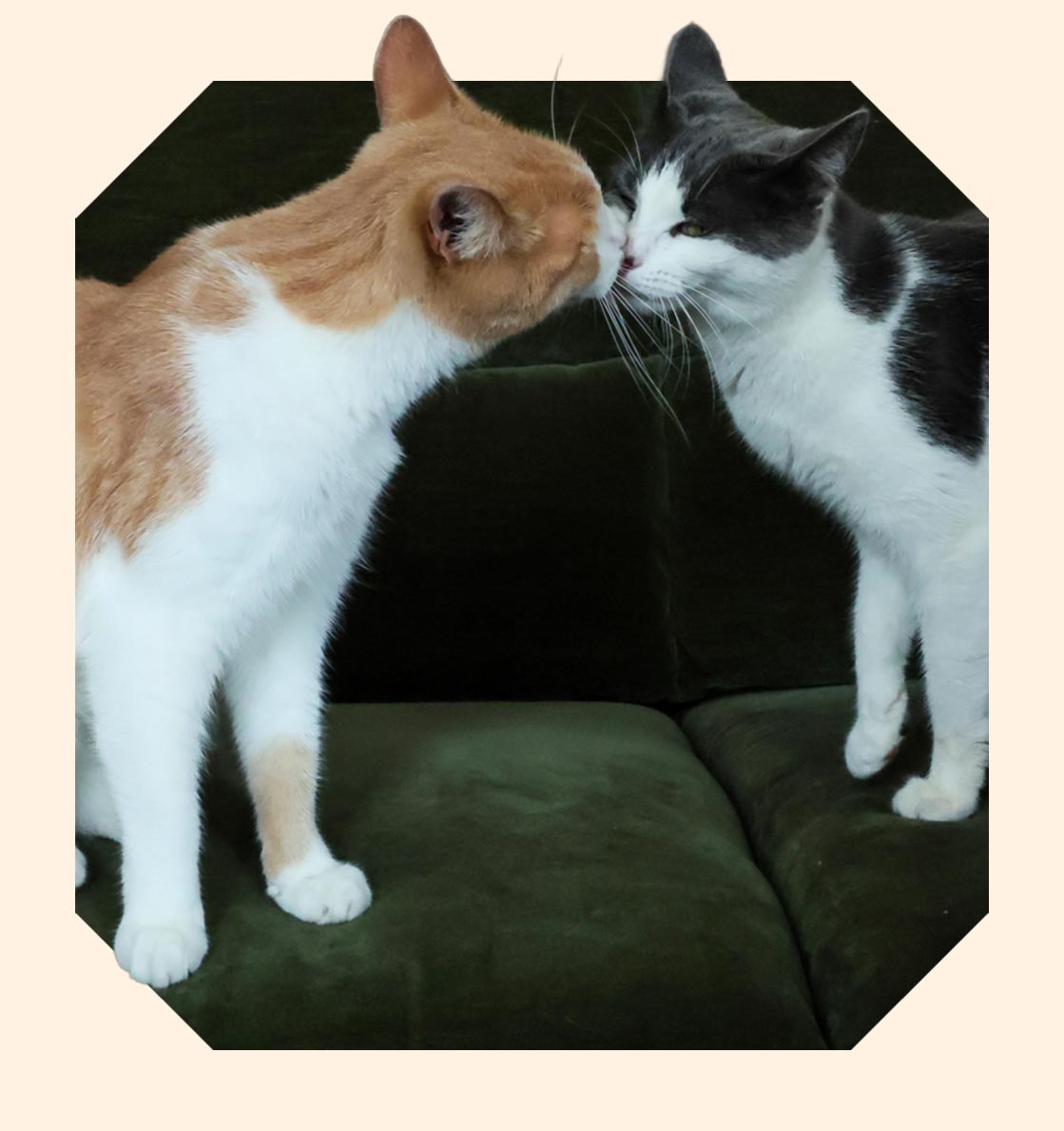 Dante, a ginger and white cat touches noses with Beatrice, a dark grey and white cat on a green sofa.