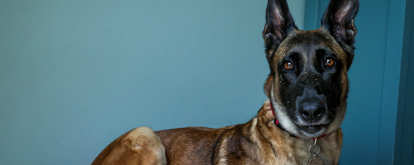 Fendi, a tan and black dog with tall ears and a red collar poses against a plain teal wall.